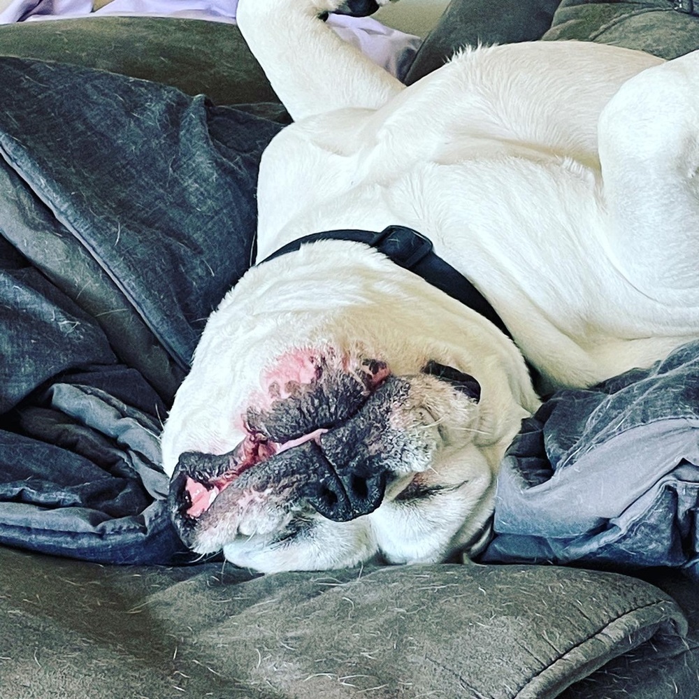 Meet your Posher, Sherman Flips